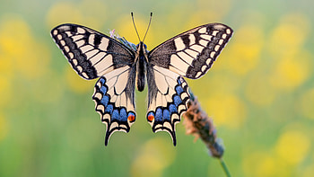 Yellow Black Blue Design Butterfly In Blur Yellow Green Background Butterfly HD wallpaper
