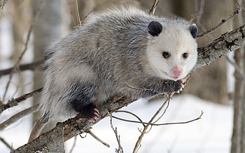 Opossum, Animal portraits, Nature , Black and white HD wallpaper