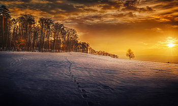 Evening Snow Landscape Trees, evening, snow, landscape, trees HD wallpaper