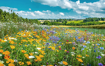 Meadow in England, England, landscape, meadow, flowers HD wallpaper