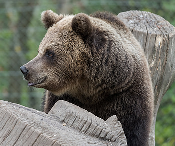 Animals, Muzzle, Bear, Predator, Profile, Brown Bear HD wallpaper