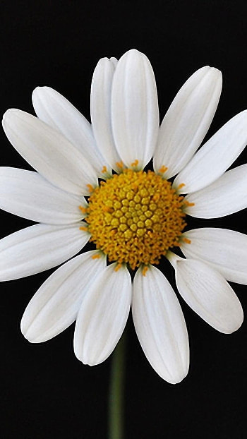 Black Flowers, White Flowers, Black Background HD phone wallpaper