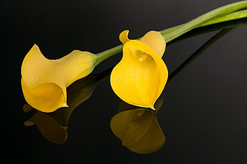 Calla Lily, Earthy beauty, Reflective charm, Floral delight HD wallpaper