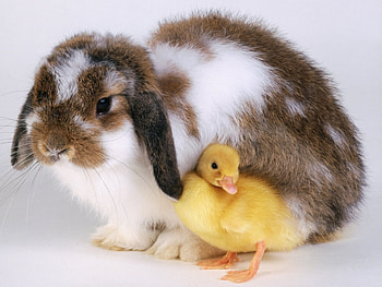 Animals, Birds, Ducks, Rabbits HD wallpaper