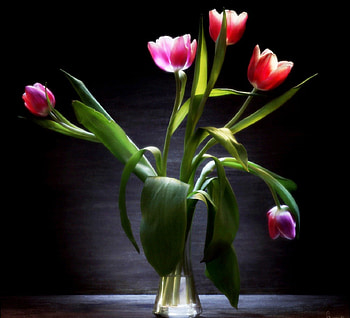 Tulips, color, expression, , new HD wallpaper