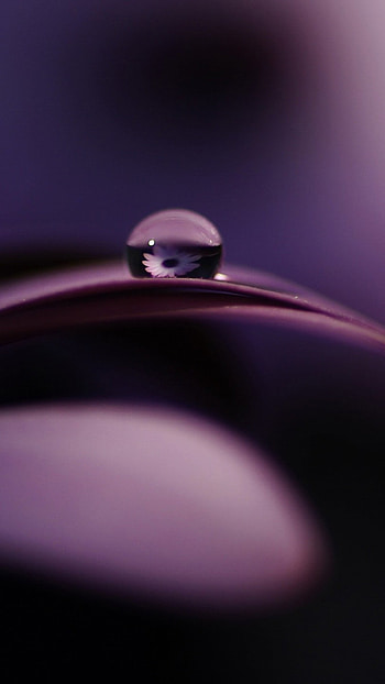 drop, petal, shadow, dark Sony Xperia Z1, ZL HD phone wallpaper