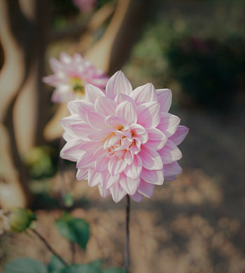 Bloom, pink flower HD phone wallpaper