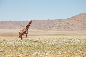 A lone giraffe stands in the vast savannah, surrounded by arid mountains, under a clear blue sky. HD wallpaper