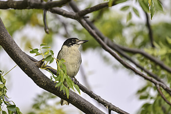 Animals, Leaves, Bird, Branch, Flute Bird HD wallpaper