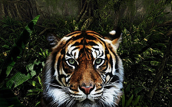 Animals, Muzzle, Striped, Predator, Big Cat, Tiger HD wallpaper