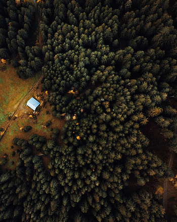 Trees, dense, aerial view HD phone wallpaper
