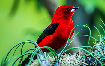 Brazilian tanager, Birds HD wallpaper