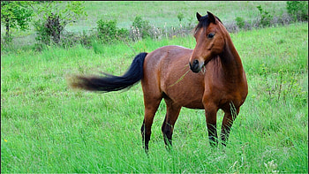 Animals, Grass, Brown, Color, Polyana, Glade, Horse HD wallpaper