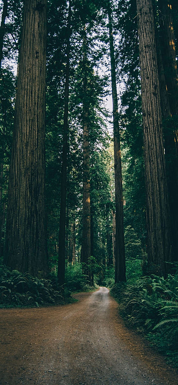 Empty dirt road, Trees lining the route, Tranquil scenery, Infinite possibilities HD phone wallpaper