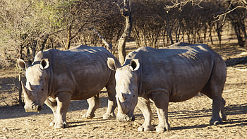 White rhinos, Wild Animals HD wallpaper
