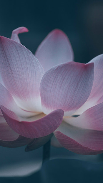 Bloom beautiful pink lotus, Sony Xperia Z5 Premium Dual HD phone wallpaper