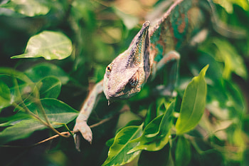 Animals, Leaves, Wildlife, Reptile, Iguana HD wallpaper