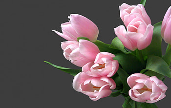 Pink flowers, pink, nature, petal, flower HD wallpaper