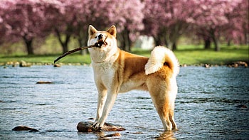 Akita, top backgrounds HD wallpaper