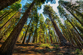 Sequoia, , Forest, Tree HD wallpaper