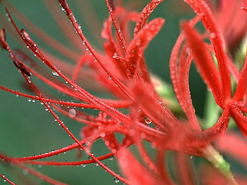 raindrops are falling on my head, wet, rain, red, lily HD wallpaper