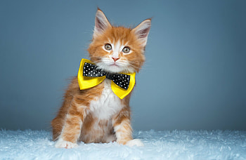 Ultra Maine Coon , Stunning details, Majestic cats, Fluffy fur HD wallpaper