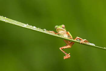 Frog, green, broasca, amphibian, grass HD wallpaper