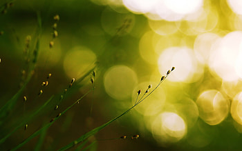 Plants, Grass, Background HD wallpaper
