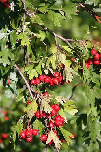 Hawthorn Tree Nature, English Hawthorn, Crataegus Monogyna, Weedwise Program HD phone wallpaper