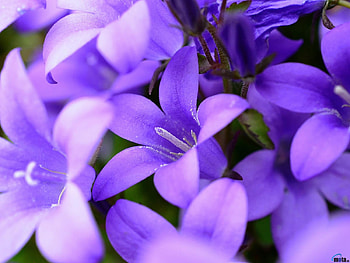 Blue Bells, blue, petals, nature, flowers, bells, macro HD wallpaper