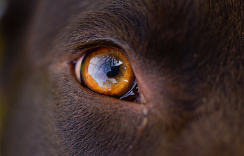 Reflection, Macro, Dog, Eye HD wallpaper