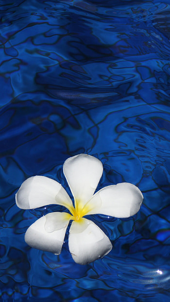 Plumeria flower water, Samsung and Google beauty, , Mesmerizing scenes HD phone wallpaper