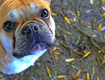 Animals, Dog, Muzzle, Bulldog, French Bulldog HD wallpaper