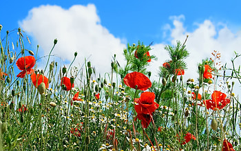 Plants, Flowers, Poppies HD wallpaper