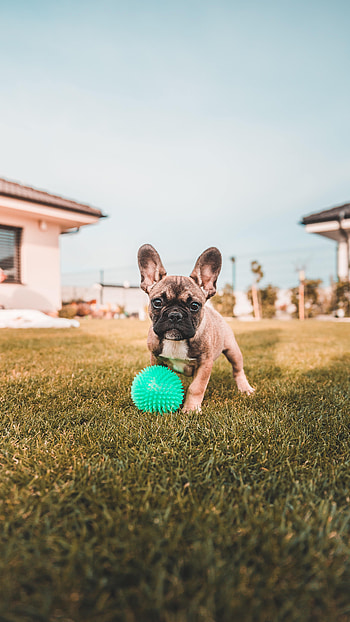 Funny, Animals, Dog, French Bulldog HD phone wallpaper