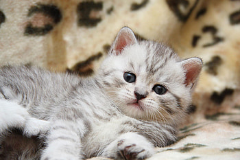 Adorable Kitten, kitten, kitty, cute, cat, adorable HD wallpaper