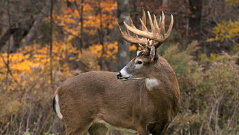 Whitetail Deer Screensaver - afari HD wallpaper