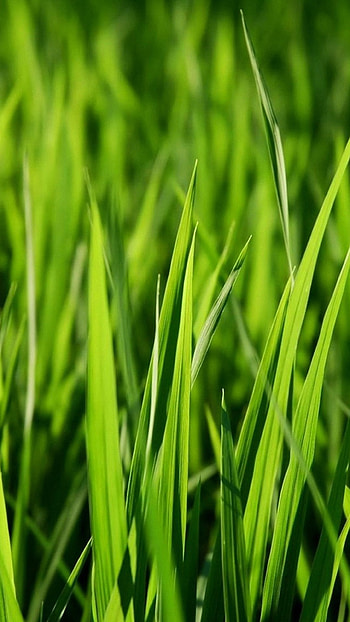 Grass android, Android , Green nature, Serene backdrop HD phone wallpaper