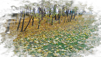 Before the Snow Falls, fall, ground, chill, wind, abstract, breeze, snow, trees, autumn, grove HD wallpaper