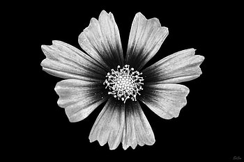 one, white, black, nature, flowers, lovely HD wallpaper