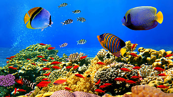 Coral reefs , Posted by Sarah Simpson HD wallpaper