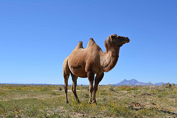 Wild camel spotting, Desert wildlife HD wallpaper