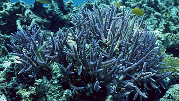 Coral reef , Ultra , , Net HD wallpaper