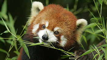 Animals, Grass, Muzzle, Animal, Red Panda HD wallpaper