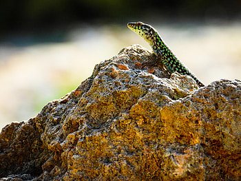 Animals, Rock, Stone, Lizard, Reptile, Amphibian HD wallpaper
