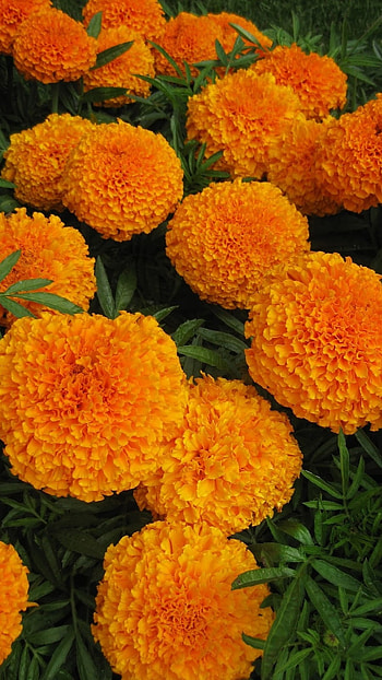 Marigold, Orange HD phone wallpaper