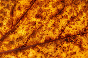Macro, Sheet, Leaf, Veins HD wallpaper