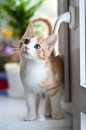 Adorable tabby kitten with orange fur curiously looking outside through the window. HD phone wallpaper