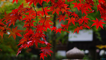 Maple trees, West coast gardener, Expert tips, Perfect for gardens HD wallpaper
