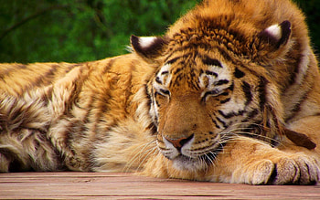 Animals, To Lie Down, Lie, Muzzle, Big Cat, Tiger, Sleep, Dream HD wallpaper